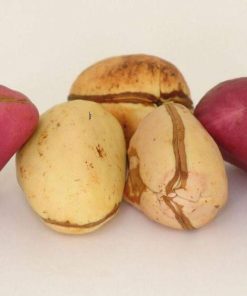 African kola nut