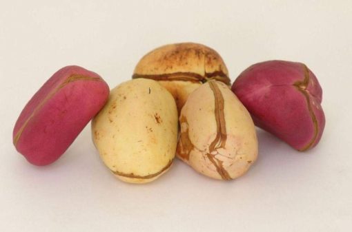 African kola nut