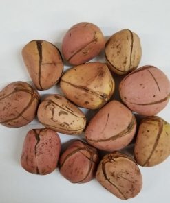 African Kola Nut