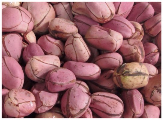 Kola Nut (Obi Abata) Uses and Benefits
